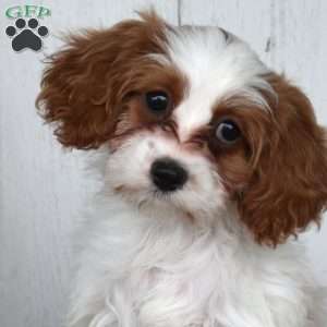Carolina, Cavapoo Puppy