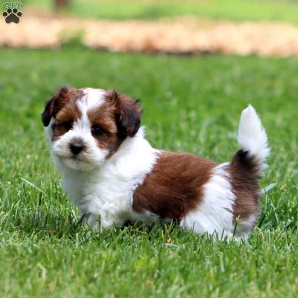 Carson, Havapoo Puppy