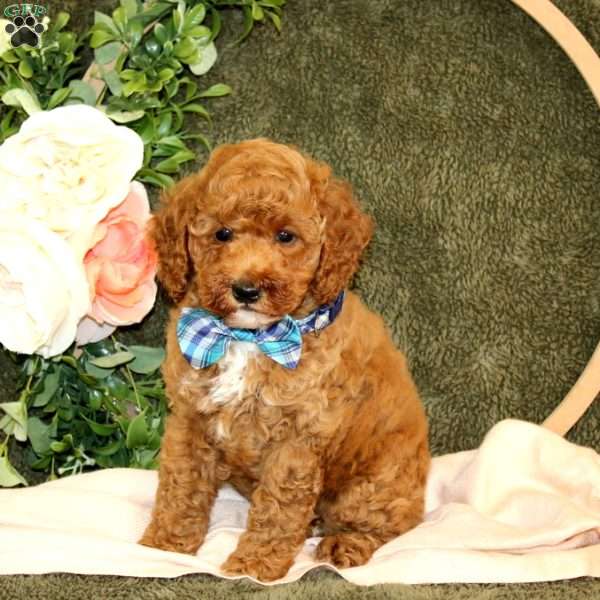 Carson, Cockapoo Puppy