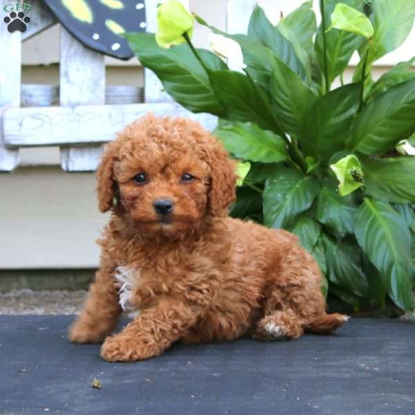 Carson, Bich-Poo Puppy