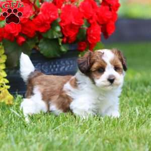 Carson, Havapoo Puppy