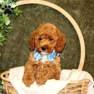 Carson, Cockapoo Puppy