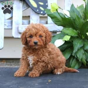 Carson, Bich-Poo Puppy