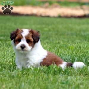Carson, Havapoo Puppy