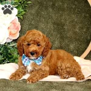 Carson, Cockapoo Puppy