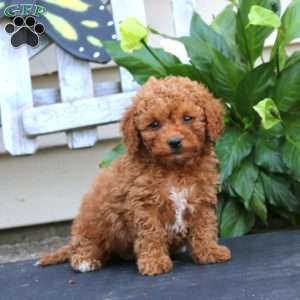 Carson, Bich-Poo Puppy