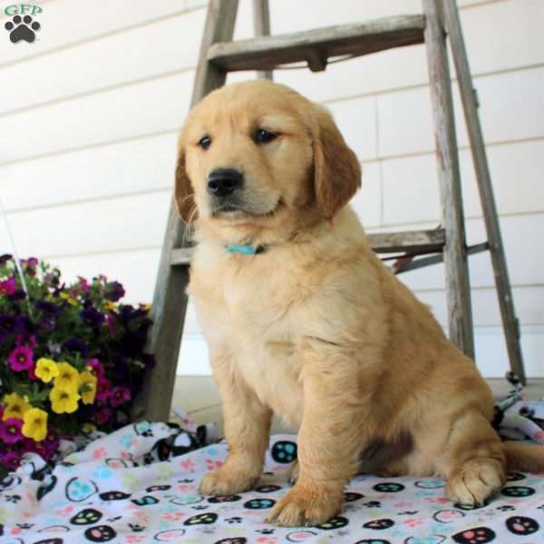 Carter, Golden Retriever Puppy