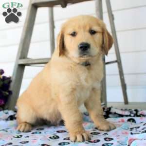 Carter, Golden Retriever Puppy