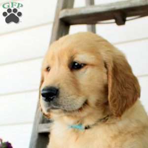 Carter, Golden Retriever Puppy
