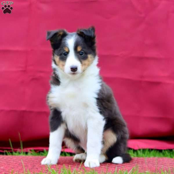 Carter, Sheltie Puppy