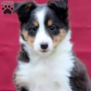 Carter, Sheltie Puppy