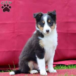 Carter, Sheltie Puppy