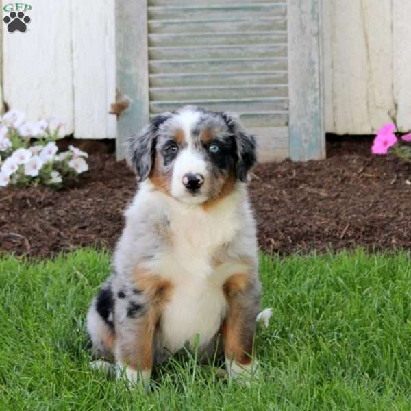 Casey, English Shepherd Puppy