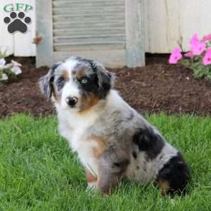 Casey, English Shepherd Puppy