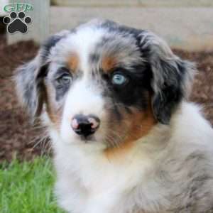 Casey, English Shepherd Puppy