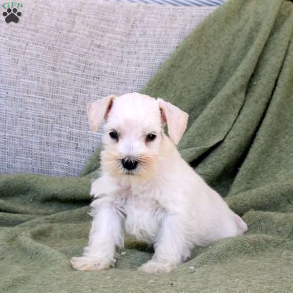Caspian, Miniature Schnauzer Puppy