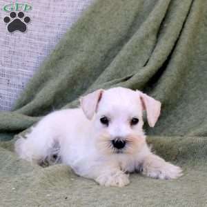 Caspian, Miniature Schnauzer Puppy