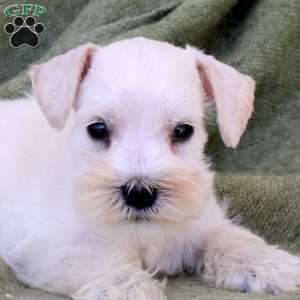 Caspian, Miniature Schnauzer Puppy