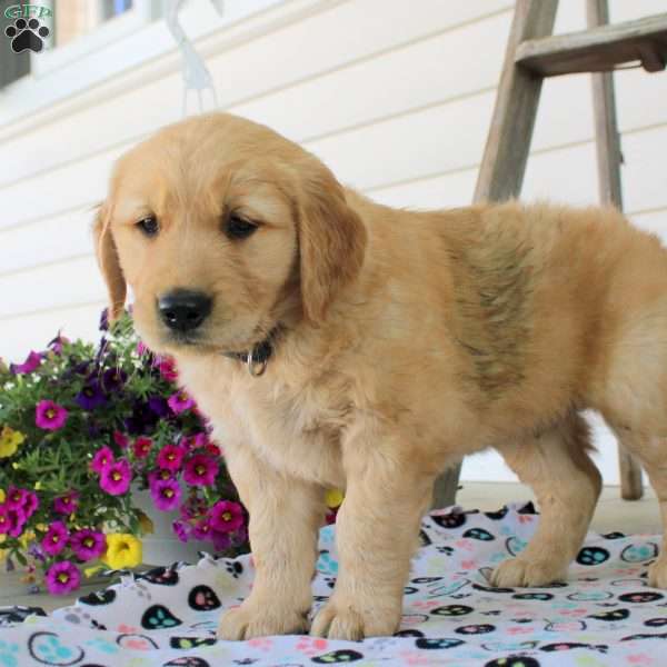 Cassian, Golden Retriever Puppy