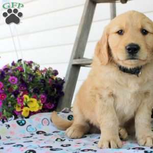 Cassian, Golden Retriever Puppy
