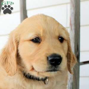Cassian, Golden Retriever Puppy