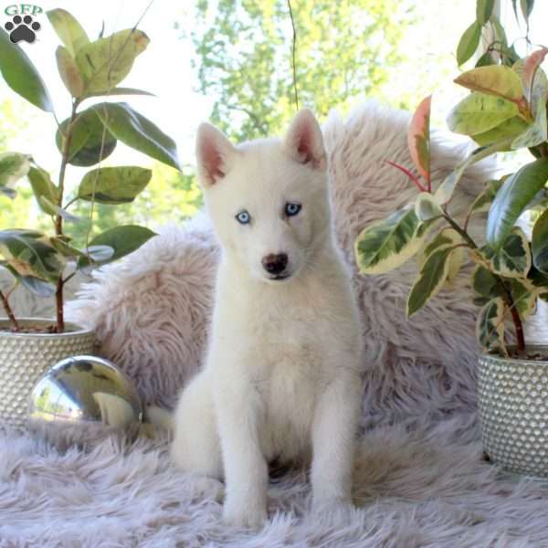 Cassidy, Alaskan Malamute Mix Puppy