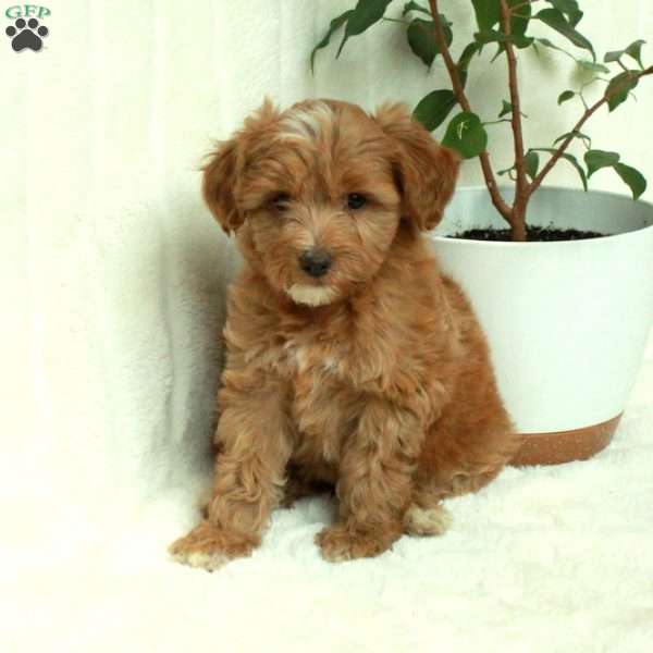 Cassie, Mini Goldendoodle Puppy