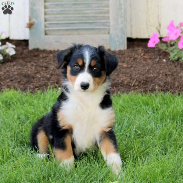 Cathy, English Shepherd Puppy