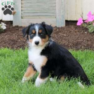 Cathy, English Shepherd Puppy