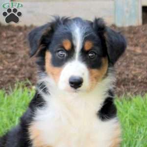 Cathy, English Shepherd Puppy