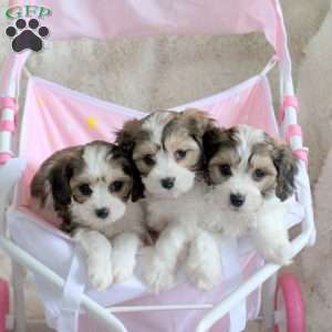 Cookie, Cavachon Puppy