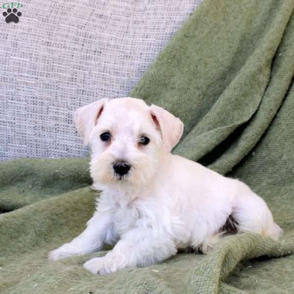 Cayde, Miniature Schnauzer Puppy