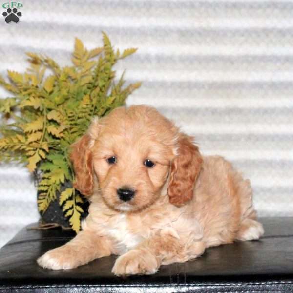 Cayla, Mini Goldendoodle Puppy