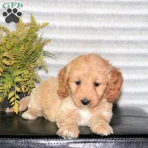 Cayla, Mini Goldendoodle Puppy