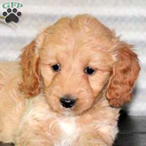 Cayla, Mini Goldendoodle Puppy