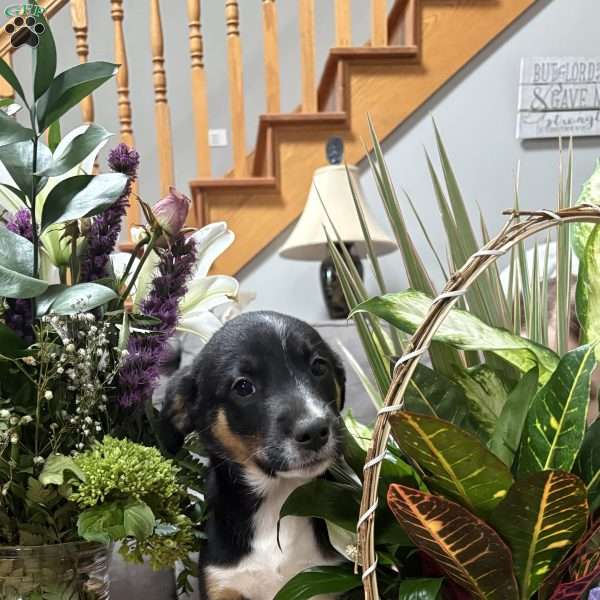 CeCe, Border Collie Puppy