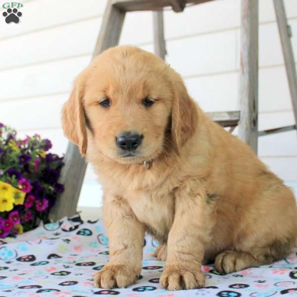 Chad, Golden Retriever Puppy