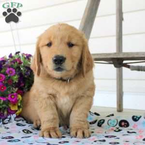 Chad, Golden Retriever Puppy