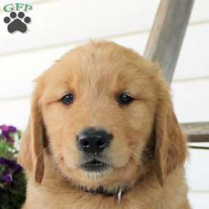 Chad, Golden Retriever Puppy
