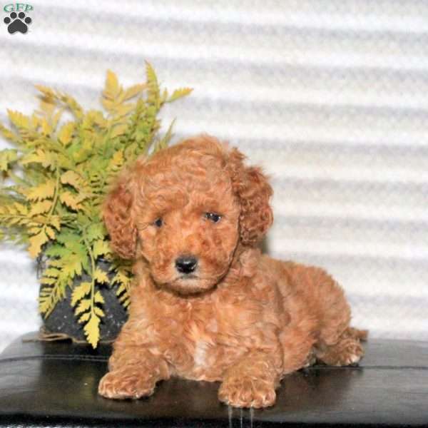 Chance, Mini Goldendoodle Puppy