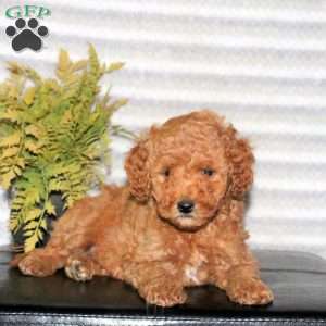 Chance, Mini Goldendoodle Puppy