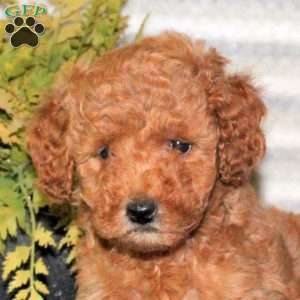 Chance, Mini Goldendoodle Puppy