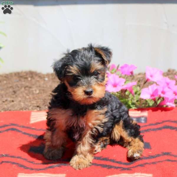 Charlie, Yorkie Puppy