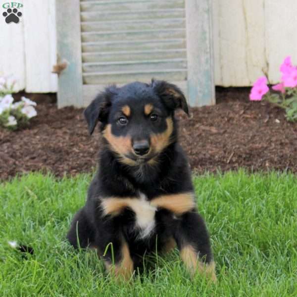 Charlie, English Shepherd Puppy