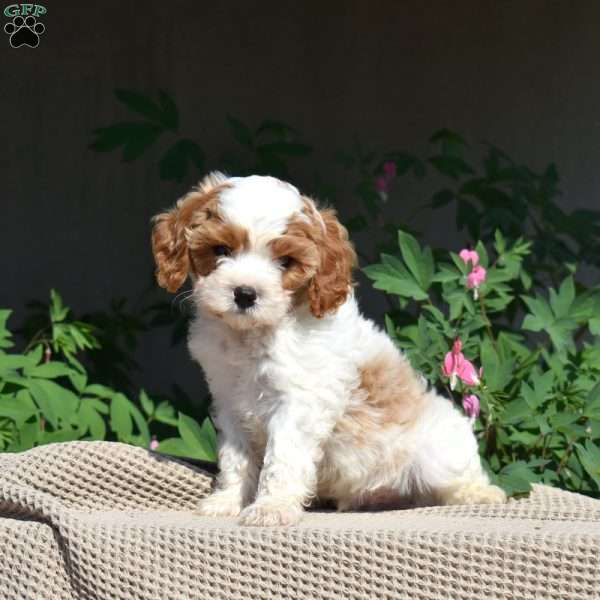 Charlie, Cavapoo Puppy