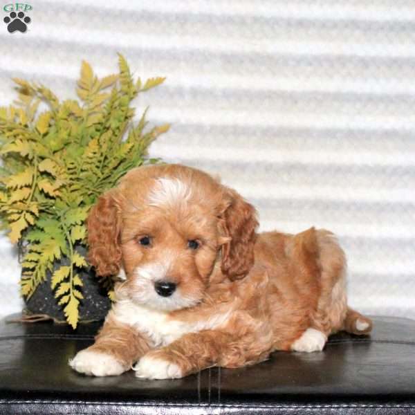 Charlie, Mini Goldendoodle Puppy