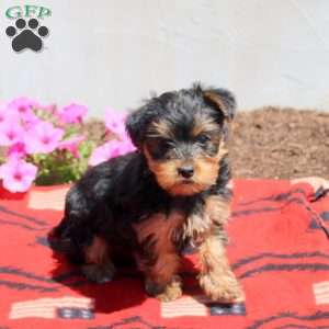 Charlie, Yorkie Puppy