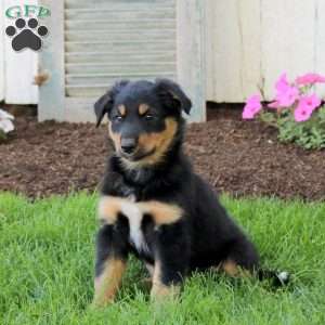 Charlie, English Shepherd Puppy