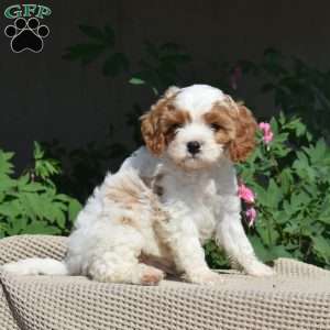 Charlie, Cavapoo Puppy