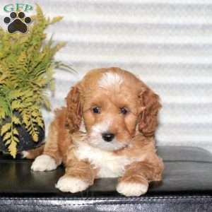Charlie, Mini Goldendoodle Puppy